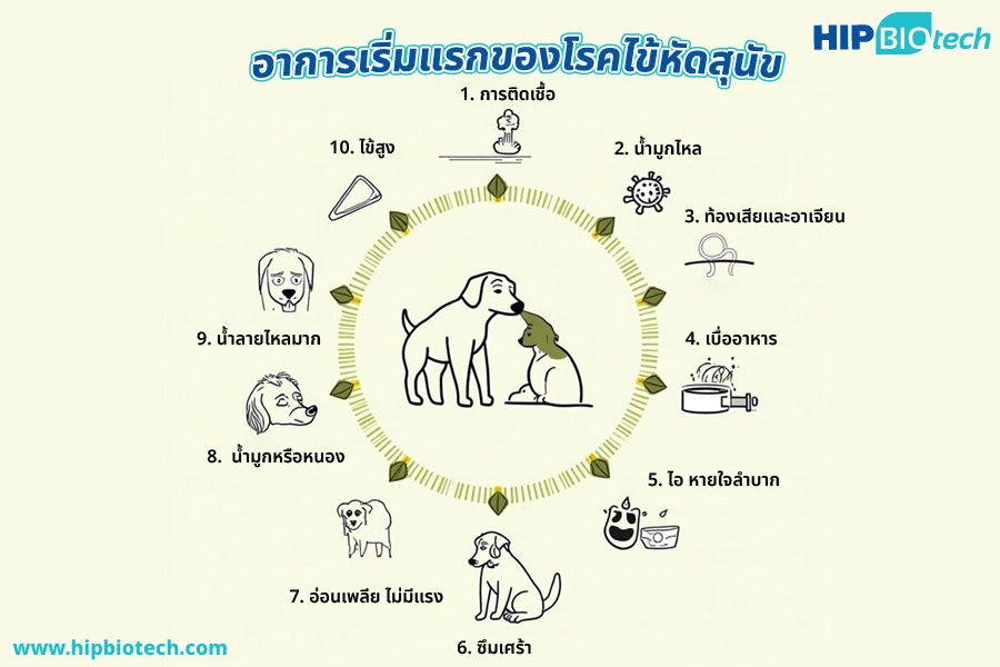 โรคไข้หัดสุนัข (CDV) ภัยเงียบที่อันตราย รู้ทันอาการก่อนสายเกินไป