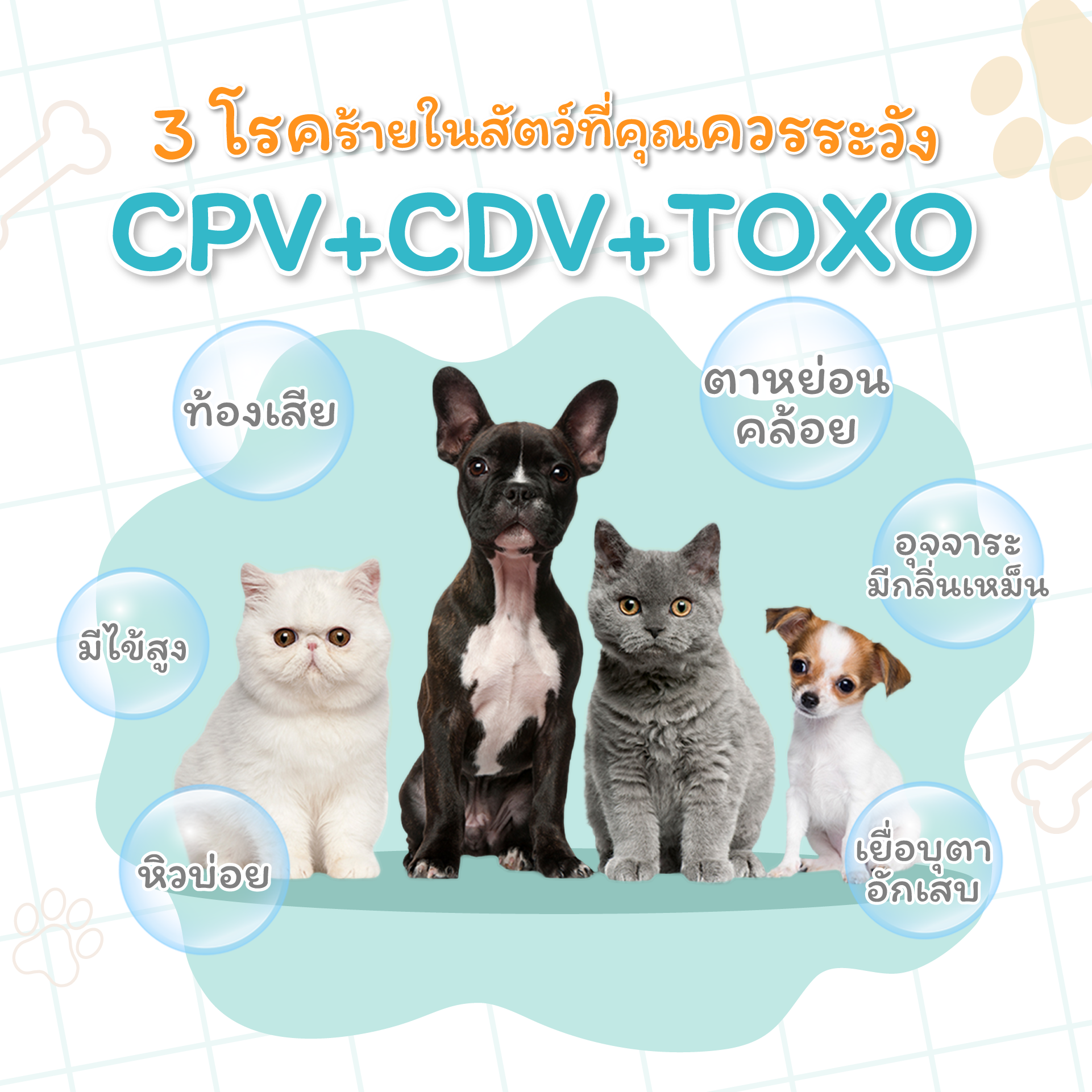 3 โรคร้ายในสัตว์ที่คุณต้องระวัง 3 โรคร้ายในสัตว์ที่คุณต้องระวัง